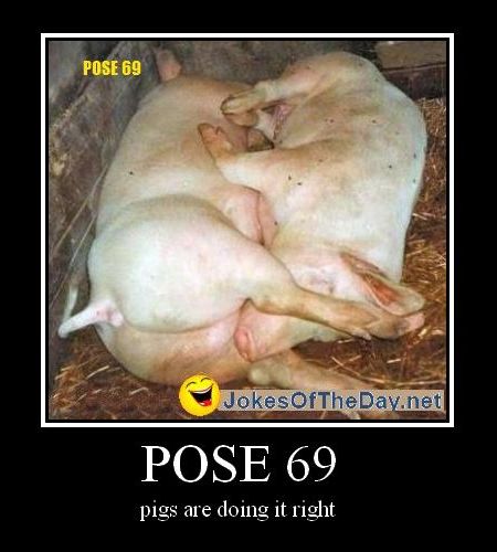 Funny Photo of the day for Tuesday, 14 June 2011 from site Jokes of The Day  - Pigs in Pose 69