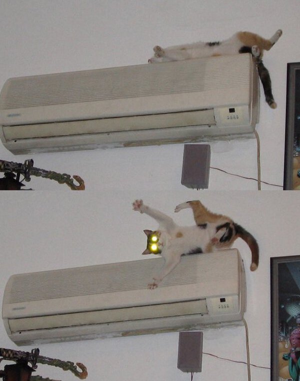 Funny Photo of the day for Wednesday, 26 December 2012 from site Jokes of  The Day - Air Conditioner CAT