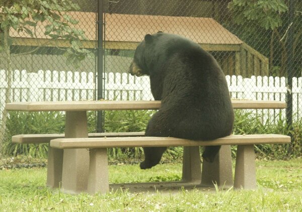 joke-funny-photo-Lonely-bear.jpg