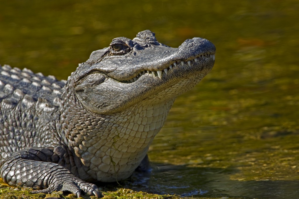 Fear of alligators Jokes of the day (48869)