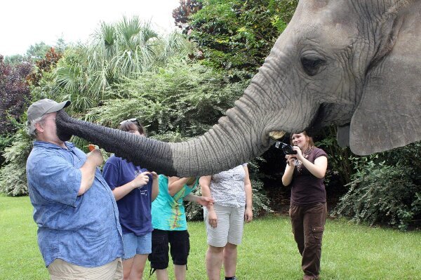 Funny Photo of the day for Thursday, 06 August 2015 from site Jokes of The  Day - Elephant Kiss