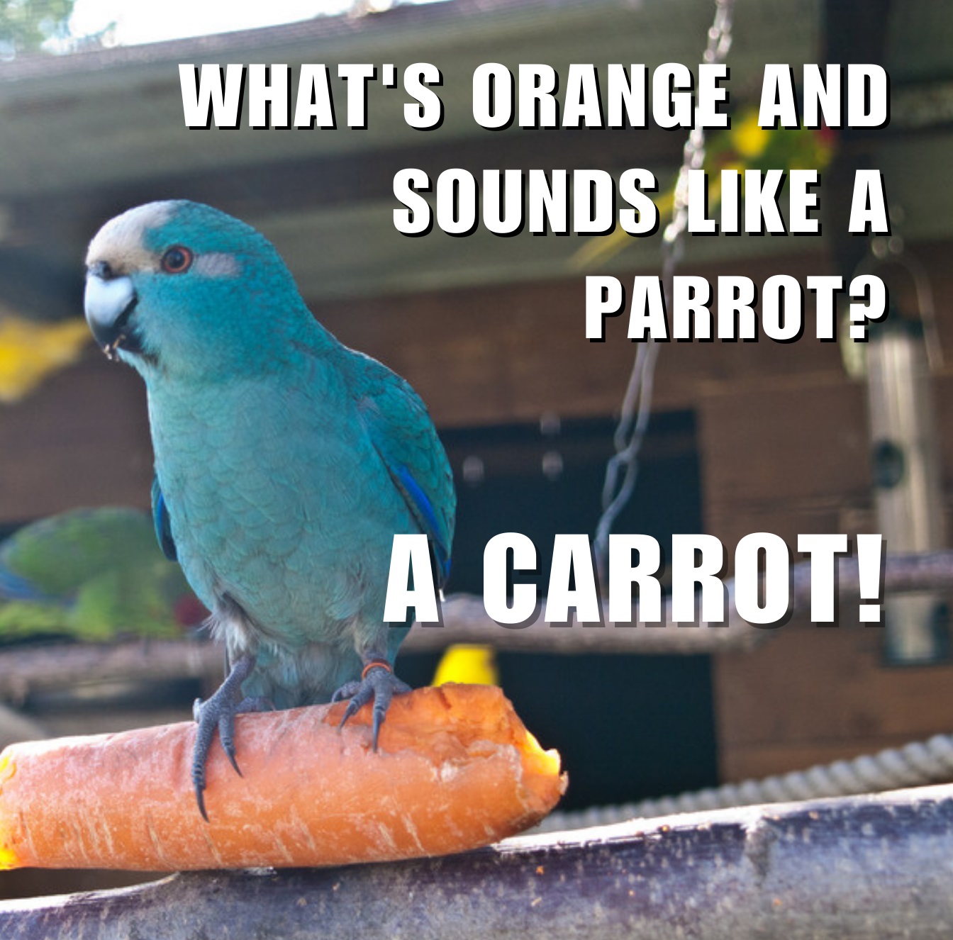 Carrot jokes
